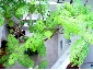 中庭のある家 20坪 狭小住宅1