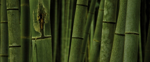 アントニン　レーモンド設計の旧井上邸、現在は高崎哲学堂として市民に親しまれている